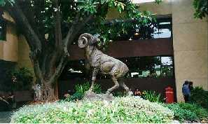 Ram at Tec de Monterrey